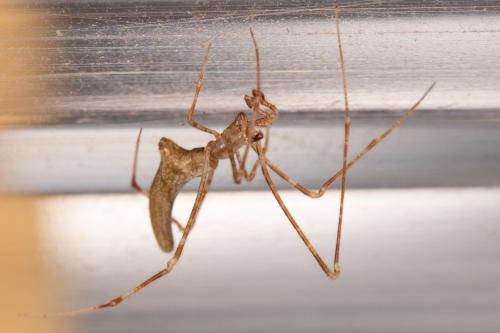 Rhomphaea nasica